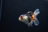 Juvenile Thai Oranda  Tricolor 3.5 Inch (ID#1220To12c-75) Free2Day SHIPPING