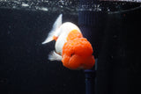 Lionchu  Red White 4.5 Inch (ID#221R12b-81) Free2Day SHIPPING