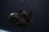 Short Body Thai Oranda  Panda 3.5 Inch (ID#1231To14b-89) Free2Day SHIPPING