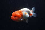 Lionchu  Red White 4.5 Inch (ID#221R12b-81) Free2Day SHIPPING