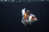 Juvenile Thai Oranda  Tricolor 3.5 Inch (ID#1220To12c-75) Free2Day SHIPPING