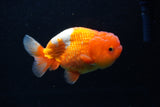 Juvenile Lionchu  Red White 4 Inch (ID#1206R11b-29) Free2Day SHIPPING