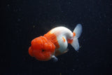 Lionchu  Red White 4.5 Inch (ID#221R12b-81) Free2Day SHIPPING