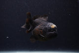 Short Body Thai Oranda  Panda 3.5 Inch (ID#1231To14b-89) Free2Day SHIPPING