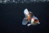 Juvenile Thai Oranda  Tricolor 3.5 Inch (ID#1220To12c-75) Free2Day SHIPPING