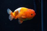 Juvenile Lionchu  Red White 4 Inch (ID#1206R11b-29) Free2Day SHIPPING