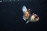 Juvenile Thai Oranda  Tricolor 3.5 Inch (ID#1220To12c-75) Free2Day SHIPPING