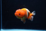 Juvenile Lionchu  Red White 4 Inch (ID#1206R11b-29) Free2Day SHIPPING