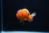 Juvenile Lionchu  Red White 4 Inch (ID#1206R11b-29) Free2Day SHIPPING