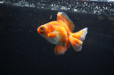 Butterfly  Red White 3.5 Inch (ID#307B8b-41) Free2Day SHIPPING