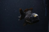 Short Body Thai Oranda  Panda 3.5 Inch (ID#1231To14b-89) Free2Day SHIPPING