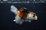 Juvenile Thai Oranda  Tricolor 3.5 Inch (ID#1220To12c-75) Free2Day SHIPPING