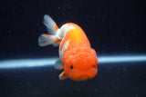 Lionchu  Red White 4.5 Inch (ID#221R12b-82) Free2Day SHIPPING