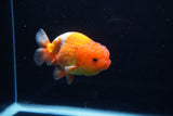 Juvenile Lionchu  Red White 4 Inch (ID#1206R11b-29) Free2Day SHIPPING