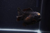 Short Body Thai Oranda  Panda 3.5 Inch (ID#1231To14b-89) Free2Day SHIPPING