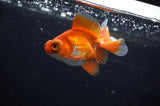 Butterfly  Red White 3.5 Inch (ID#307B8b-41) Free2Day SHIPPING