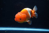 Juvenile Lionchu  Red White 4 Inch (ID#1206R11b-29) Free2Day SHIPPING