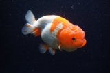 Lionchu  Red White 4.5 Inch (ID#221R12b-82) Free2Day SHIPPING