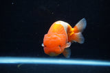 Juvenile Lionchu  Red White 4 Inch (ID#1206R11b-29) Free2Day SHIPPING