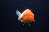 Lionchu  Red White 4.5 Inch (ID#221R12b-82) Free2Day SHIPPING