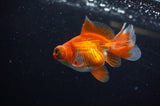 Butterfly  Red White 3.5 Inch (ID#307B8b-41) Free2Day SHIPPING