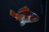 Juvenile Thai Oranda  Panda 3.5 Inch (ID#1220To12c-76) Free2Day SHIPPING