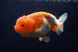 Lionchu  Red White 4.5 Inch (ID#221R12b-82) Free2Day SHIPPING