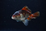 Juvenile Thai Oranda  Panda 3.5 Inch (ID#1220To12c-76) Free2Day SHIPPING