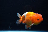 Juvenile Lionchu  Red White 4 Inch (ID#1206R11b-29) Free2Day SHIPPING