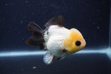 Short Body Thai Oranda  Panda 4 Inch (ID#1231To14b-90) Free2Day SHIPPING. Please see notes