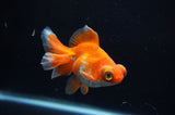 Butterfly  Red White 3.5 Inch (ID#307B8b-41) Free2Day SHIPPING