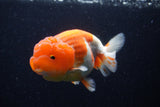 Lionchu  Red White 4.5 Inch (ID#221R12b-82) Free2Day SHIPPING