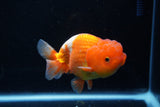 Juvenile Lionchu  Red White 4 Inch (ID#1206R11b-29) Free2Day SHIPPING