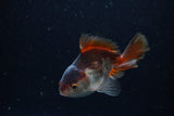 Juvenile Thai Oranda  Panda 3.5 Inch (ID#1220To12c-76) Free2Day SHIPPING