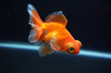 Butterfly  Red White 3.5 Inch (ID#307B8b-41) Free2Day SHIPPING