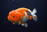 Lionchu  Red White 4.5 Inch (ID#221R12b-82) Free2Day SHIPPING