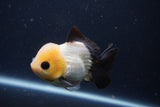 Short Body Thai Oranda  Panda 4 Inch (ID#1231To14b-90) Free2Day SHIPPING. Please see notes