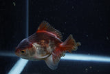 Juvenile Thai Oranda  Panda 3.5 Inch (ID#1220To12c-76) Free2Day SHIPPING