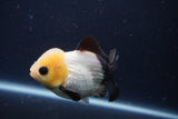 Short Body Thai Oranda  Panda 4 Inch (ID#1231To14b-90) Free2Day SHIPPING. Please see notes