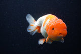 Lionchu  Red White 4.5 Inch (ID#221R12b-82) Free2Day SHIPPING