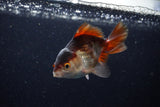 Juvenile Thai Oranda  Panda 3.5 Inch (ID#1220To12c-76) Free2Day SHIPPING