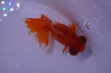 Butterfly  Red White 3.5 Inch (ID#307B8b-41) Free2Day SHIPPING