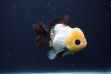 Short Body Thai Oranda  Panda 4 Inch (ID#1231To14b-90) Free2Day SHIPPING. Please see notes