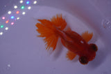 Butterfly  Red White 3.5 Inch (ID#307B8b-41) Free2Day SHIPPING