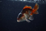 Juvenile Thai Oranda  Panda 3.5 Inch (ID#1220To12c-76) Free2Day SHIPPING