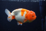 Lionchu  Red White 4.5 Inch (ID#221R12b-82) Free2Day SHIPPING