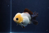 Short Body Thai Oranda  Panda 4 Inch (ID#1231To14b-90) Free2Day SHIPPING. Please see notes