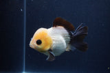 Short Body Thai Oranda  Panda 4 Inch (ID#1231To14b-90) Free2Day SHIPPING. Please see notes