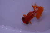 Butterfly  Red White 3.5 Inch (ID#307B8b-41) Free2Day SHIPPING