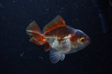 Juvenile Thai Oranda  Panda 3.5 Inch (ID#1220To12c-76) Free2Day SHIPPING